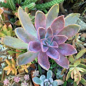 Meet your Posher, Kay